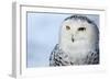 Snowy Owl (Bubo Scandiacus)-l i g h t p o e t-Framed Photographic Print