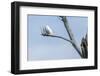 Snowy Owl (Bubo Scandiacus)-johnanderson-Framed Photographic Print