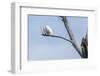 Snowy Owl (Bubo Scandiacus)-johnanderson-Framed Photographic Print