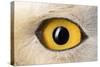 Snowy Owl Close-Up of Eye-Andrey Zvoznikov-Stretched Canvas