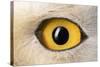 Snowy Owl Close-Up of Eye-Andrey Zvoznikov-Stretched Canvas