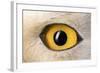 Snowy Owl Close-Up of Eye-Andrey Zvoznikov-Framed Photographic Print