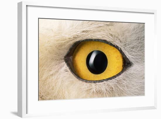 Snowy Owl Close-Up of Eye-Andrey Zvoznikov-Framed Photographic Print