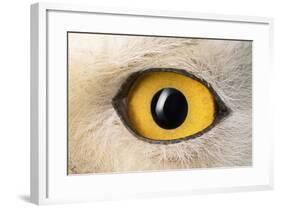 Snowy Owl Close-Up of Eye-Andrey Zvoznikov-Framed Photographic Print