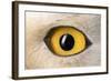 Snowy Owl Close-Up of Eye-Andrey Zvoznikov-Framed Photographic Print