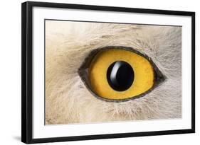 Snowy Owl Close-Up of Eye-Andrey Zvoznikov-Framed Photographic Print