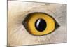 Snowy Owl Close-Up of Eye-Andrey Zvoznikov-Mounted Photographic Print