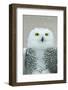 Snowy Owl Eyes-Carrie Ann Grippo-Pike-Framed Photographic Print