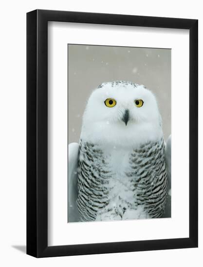 Snowy Owl Eyes-Carrie Ann Grippo-Pike-Framed Photographic Print