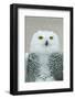 Snowy Owl Eyes-Carrie Ann Grippo-Pike-Framed Photographic Print