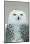 Snowy Owl Eyes-Carrie Ann Grippo-Pike-Mounted Photographic Print