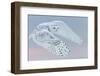 Snowy owl female in flight, Canada-Markus Varesvuo-Framed Photographic Print