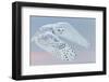 Snowy owl female in flight, Canada-Markus Varesvuo-Framed Photographic Print