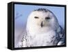 Snowy Owl, Female, Scotland, UK-Niall Benvie-Framed Stretched Canvas