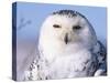 Snowy Owl, Female, Scotland, UK-Niall Benvie-Stretched Canvas