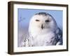 Snowy Owl, Female, Scotland, UK-Niall Benvie-Framed Photographic Print