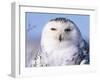 Snowy Owl, Female, Scotland, UK-Niall Benvie-Framed Photographic Print