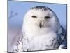 Snowy Owl, Female, Scotland, UK-Niall Benvie-Mounted Photographic Print