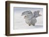 Snowy Owl Flap Wings-Stanislav Duben-Framed Photographic Print