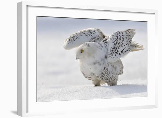 Snowy Owl Flap Wings-Stanislav Duben-Framed Photographic Print