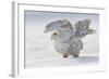 Snowy Owl Flap Wings-Stanislav Duben-Framed Photographic Print