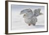 Snowy Owl Flap Wings-Stanislav Duben-Framed Photographic Print