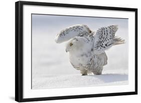 Snowy Owl Flap Wings-Stanislav Duben-Framed Photographic Print