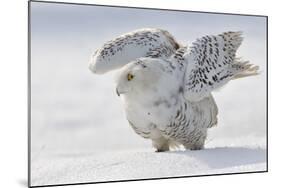 Snowy Owl Flap Wings-Stanislav Duben-Mounted Photographic Print