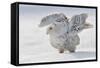 Snowy Owl Flap Wings-Stanislav Duben-Framed Stretched Canvas