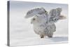 Snowy Owl Flap Wings-Stanislav Duben-Stretched Canvas