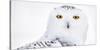 Snowy owl head portrait,  Canada-Markus Varesvuo-Stretched Canvas