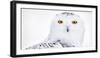 Snowy owl head portrait,  Canada-Markus Varesvuo-Framed Photographic Print