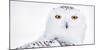 Snowy owl head portrait,  Canada-Markus Varesvuo-Mounted Photographic Print