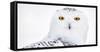 Snowy owl head portrait,  Canada-Markus Varesvuo-Framed Stretched Canvas