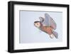 Snowy owl in flight, Canada-Markus Varesvuo-Framed Photographic Print