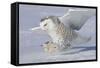 Snowy Owl in Flight-null-Framed Stretched Canvas