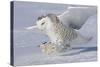 Snowy Owl in Flight-null-Stretched Canvas