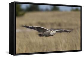 Snowy Owl in Flight-Ken Archer-Framed Stretched Canvas