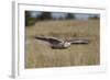 Snowy Owl in Flight-Ken Archer-Framed Photographic Print
