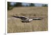 Snowy Owl in Flight-Ken Archer-Framed Photographic Print