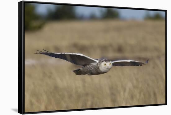 Snowy Owl in Flight-Ken Archer-Framed Stretched Canvas