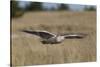 Snowy Owl in Flight-Ken Archer-Stretched Canvas