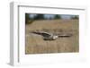 Snowy Owl in Flight-Ken Archer-Framed Photographic Print