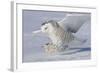 Snowy Owl in Flight-null-Framed Photographic Print