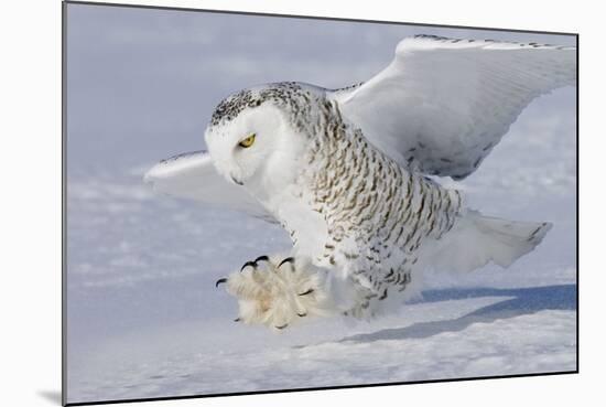 Snowy Owl in Flight-null-Mounted Photographic Print