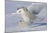 Snowy Owl in Flight-null-Mounted Photographic Print