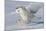 Snowy Owl in Flight-null-Mounted Photographic Print