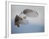 Snowy Owl in Flight-Tom Middleton-Framed Photographic Print