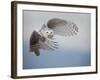 Snowy Owl in Flight-Tom Middleton-Framed Photographic Print