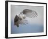 Snowy Owl in Flight-Tom Middleton-Framed Photographic Print